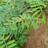 Tephrosia noctiflora Bojer ex Baker